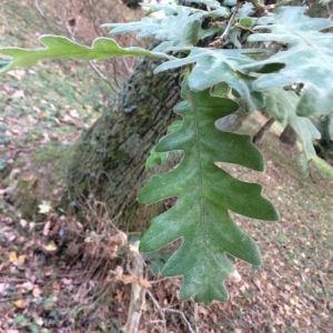 Photographie n°269300 du taxon Quercus pyrenaica Willd. [1805]