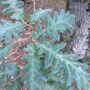 Photographie n°269302 du taxon Quercus pyrenaica Willd. [1805]