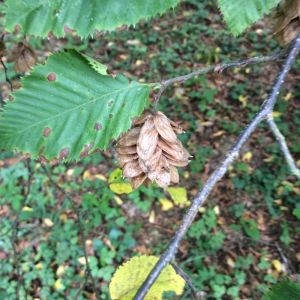 Photographie n°269309 du taxon Ostrya carpinifolia Scop. [1772]