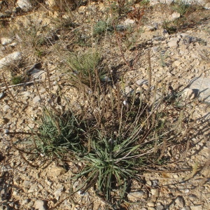 Photographie n°269329 du taxon Plantago maritima subsp. serpentina (All.) Arcang. [1882]