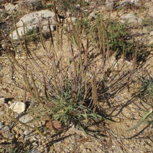 Photographie n°269330 du taxon Plantago maritima subsp. serpentina (All.) Arcang. [1882]