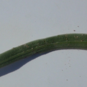 Photographie n°269331 du taxon Plantago maritima subsp. serpentina (All.) Arcang. [1882]