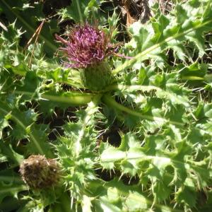 Photographie n°269338 du taxon Cirsium acaulon (L.) Scop. [1769]