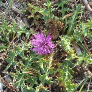 Photographie n°269339 du taxon Cirsium acaulon (L.) Scop. [1769]