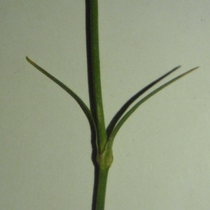 Photographie n°269341 du taxon Dianthus balbisii Ser. [1824]