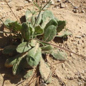 Photographie n°269350 du taxon Scabiosa triandra L. [1753]