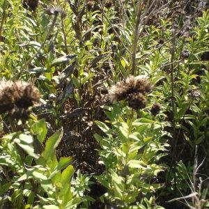 Photographie n°269357 du taxon Inula spiraeifolia L. [1759]