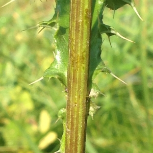 Photographie n°269391 du taxon Cirsium arvense (L.) Scop. [1772]