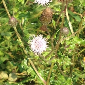 Photographie n°269393 du taxon Cirsium arvense (L.) Scop. [1772]