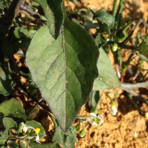 Photographie n°269401 du taxon Solanum nigrum L. [1753]