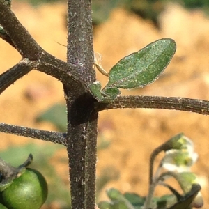 Photographie n°269402 du taxon Solanum nigrum L. [1753]