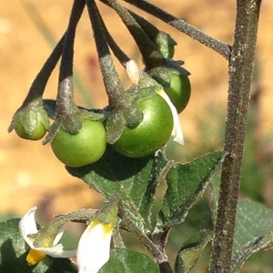 Photographie n°269403 du taxon Solanum nigrum L. [1753]