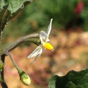 Photographie n°269404 du taxon Solanum nigrum L. [1753]