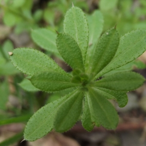 Photographie n°269446 du taxon Galium aparine L. [1753]