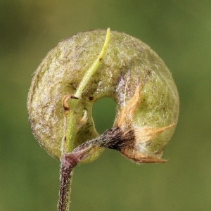 Photographie n°269454 du taxon Medicago suffruticosa Ramond ex DC.