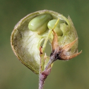 Photographie n°269455 du taxon Medicago suffruticosa Ramond ex DC.