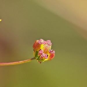 Photographie n°269458 du taxon Bupleurum falcatum L. [1753]