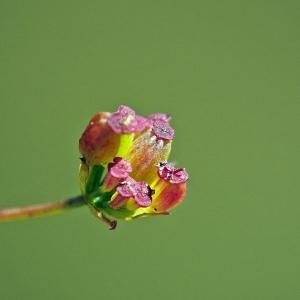 Photographie n°269459 du taxon Bupleurum falcatum L. [1753]