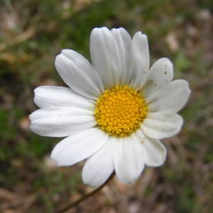 Photographie n°269460 du taxon Leucanthemum graminifolium (L.) Lam. [1779]