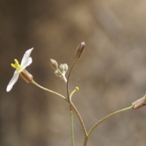 Photographie n°269466 du taxon Ammosperma cinereum (Desf.) Baill.