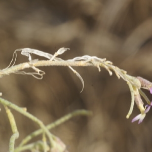 Photographie n°269468 du taxon Ammosperma cinereum (Desf.) Baill.