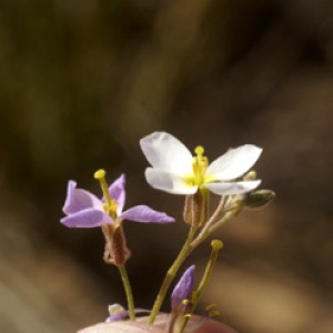 Photographie n°269472 du taxon Ammosperma cinereum (Desf.) Baill.