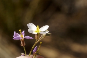 Liliane Roubaudi, le 18 avril 2004 (Tunisie (site archéologique))