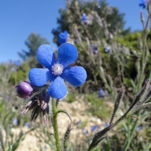 Photographie n°269474 du taxon Anchusa italica Retz. [1779]