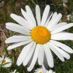 Photographie n°269486 du taxon Leucanthemum vulgare Lam. [1779]