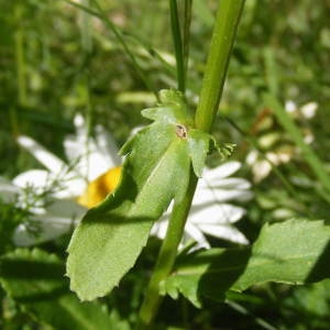 Photographie n°269487 du taxon Leucanthemum vulgare Lam. [1779]