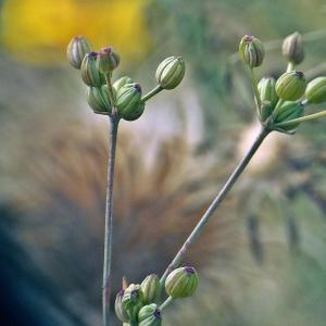 Photographie n°269495 du taxon Sison segetum L. [1753]