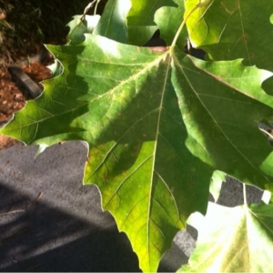 Photographie n°269505 du taxon Platanus x hispanica Mill. ex Münchh. [1770]