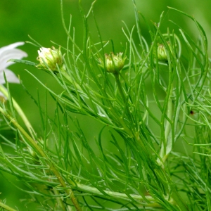 Photographie n°269530 du taxon Tripleurospermum inodorum (L.) Sch.Bip. [1844]