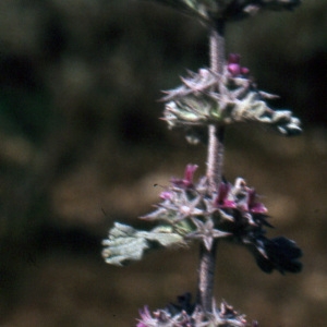 Photographie n°269552 du taxon Marrubium alysson L.