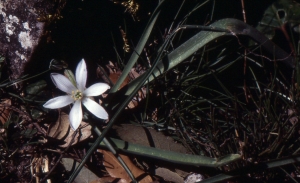 Liliane Roubaudi, le 20 avril 1998 (Sardaigne)