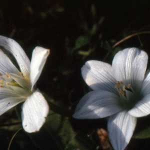 Photographie n°269555 du taxon Ornithogalum corsicum Jord. & Fourr. [1868]