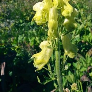 Photographie n°269593 du taxon Aconitum lycoctonum L. [1753]