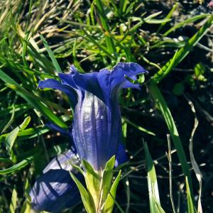 Photographie n°269600 du taxon Gentiana acaulis L. [1753]