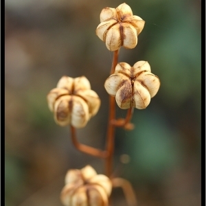Photographie n°269612 du taxon Lilium martagon L.