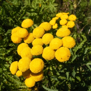 Photographie n°269617 du taxon Tanacetum vulgare L. [1753]