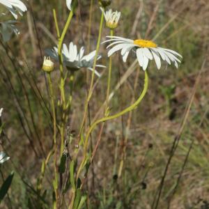 Photographie n°269628 du taxon Leucanthemum Mill.