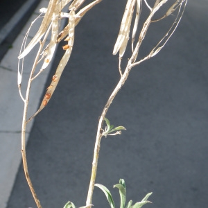 Photographie n°269654 du taxon Erysimum cheiri (L.) Crantz [1769]