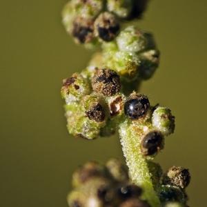 Photographie n°269664 du taxon Chenopodium vulvaria L. [1753]