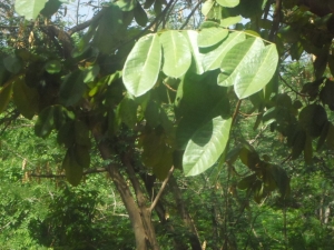 S. Paulin KOURA, le 28 octobre 2014 (Ouagadougou)