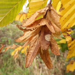 Photographie n°269889 du taxon Carpinus betulus L. [1753]