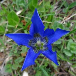 Photographie n°269915 du taxon Gentiana acaulis L. [1753]