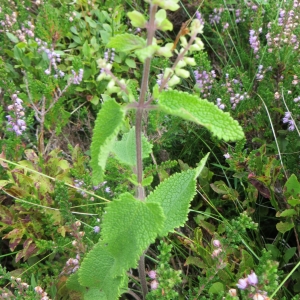 Photographie n°269942 du taxon Teucrium scorodonia L. [1753]