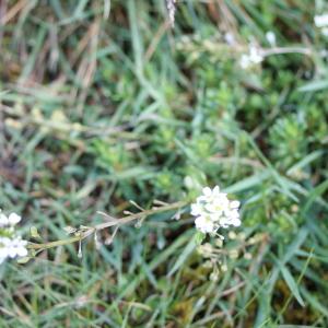 Photographie n°269945 du taxon Cochlearia pyrenaica DC. [1821]