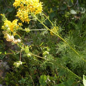 Photographie n°269960 du taxon Jacobaea adonidifolia (Loisel.) Mérat