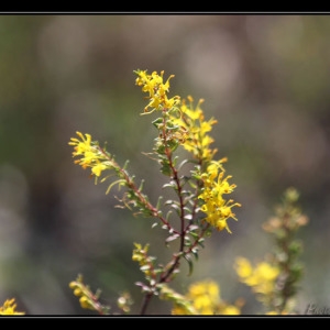 Photographie n°269973 du taxon Odontites luteus subsp. luteus